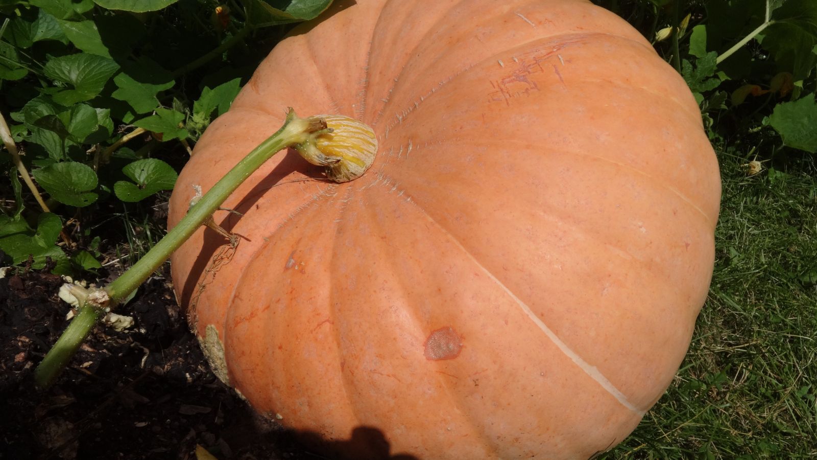 A close-up shot of a large and developing round crop, called Big Max, basking in bright sunlight outdoors