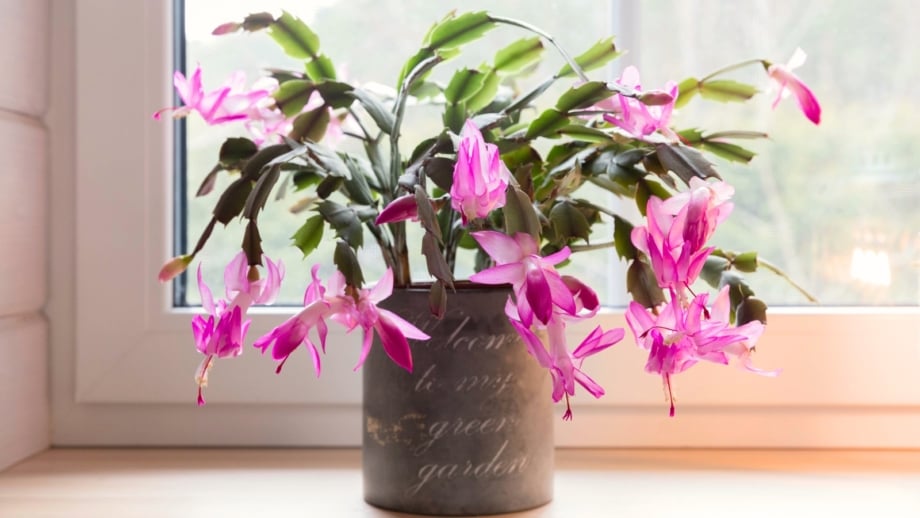 The Perfect Potting Mix Recipe for a Blooming Christmas Cactus