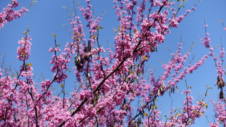 17 Winter-Flowering Shrubs and Trees for Your Landscape