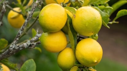 Small, bright yellow fruits with smooth skin hang from slender branches amidst glossy green leaves.