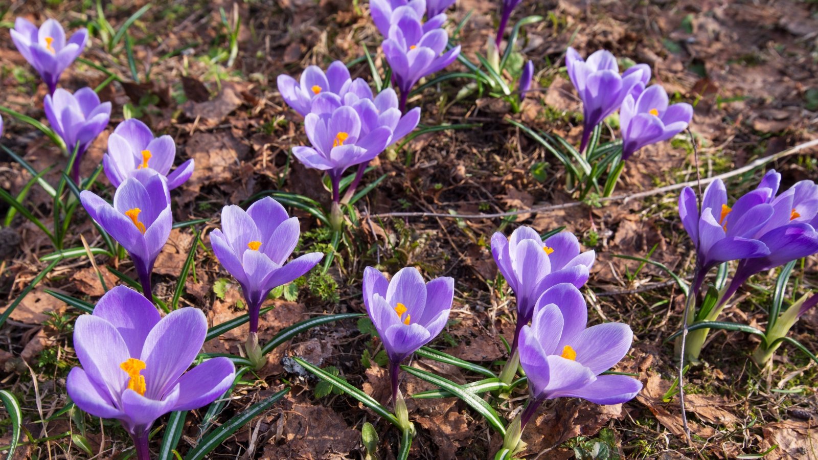 A cluster of purple Crocus vernus ‘Remembrance’ flowers emerging from dark soil, with slender green leaves and hints of brown ground cover surrounding them.