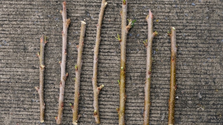 How to Plant, Grow, and Care for Quince Trees
