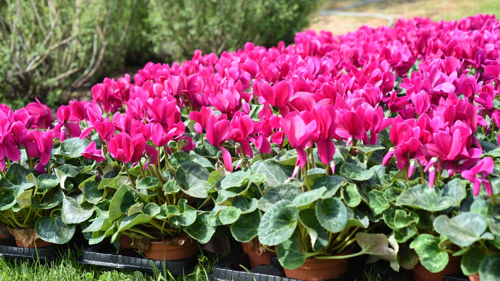 A collection of cyclamens with vibrant pink blooms in brown pots, placed in black trays in a garden.