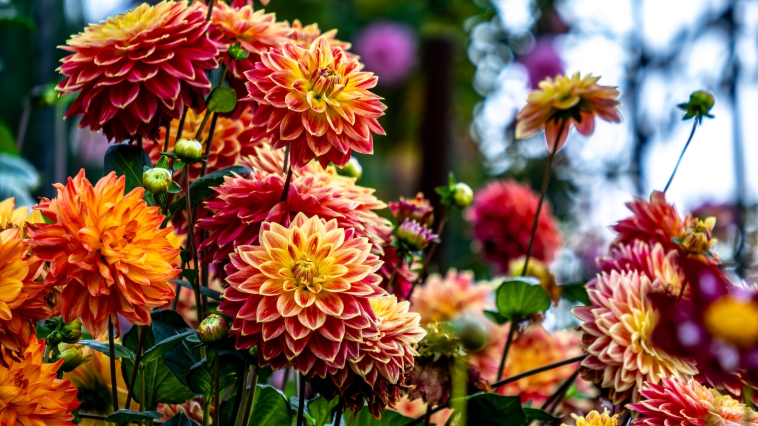 23 Mum Alternatives for Your Thanksgiving Display