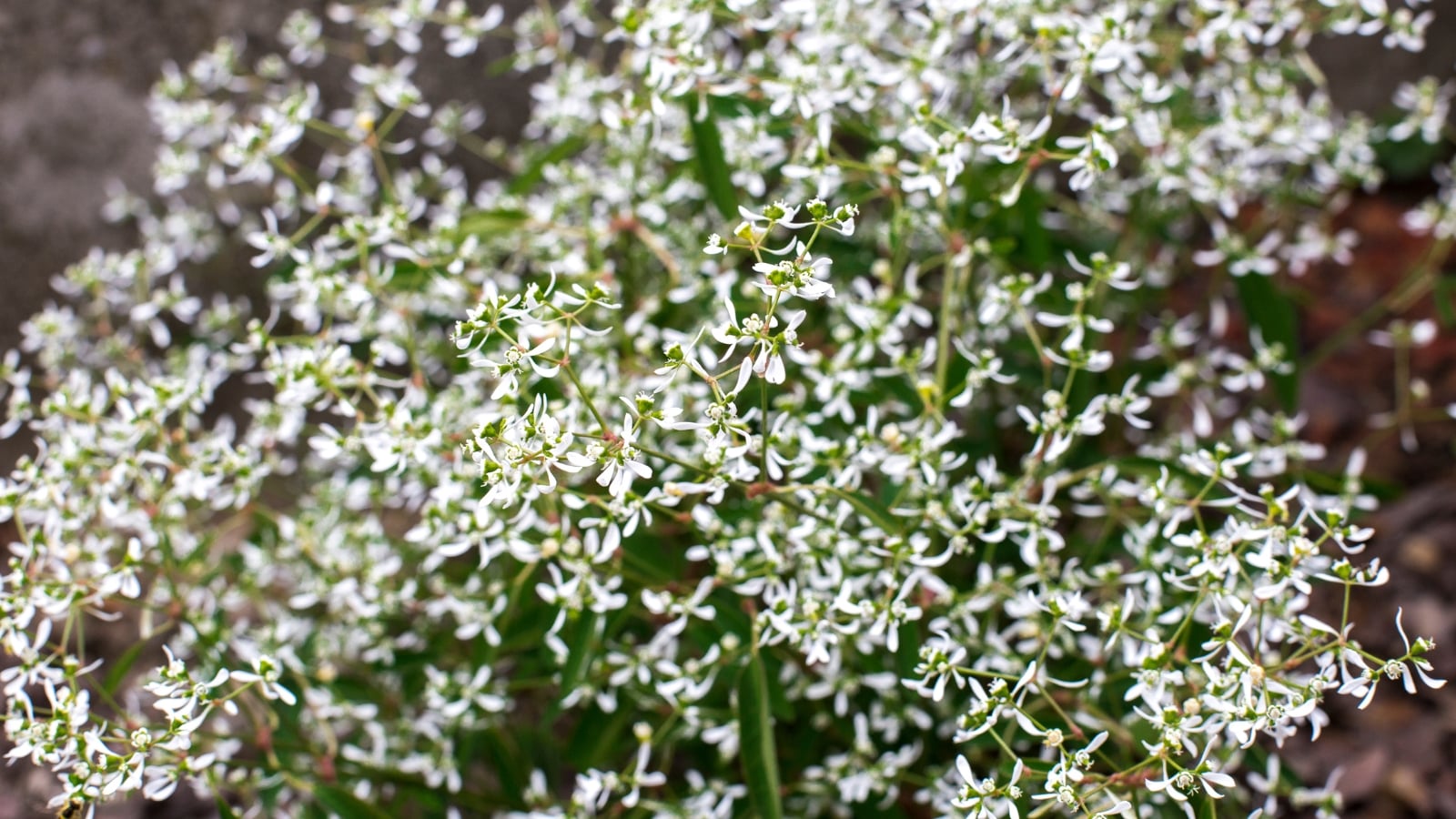 Airy plant with slender stems and tiny white flowers scattered among delicate, narrow green leaves.