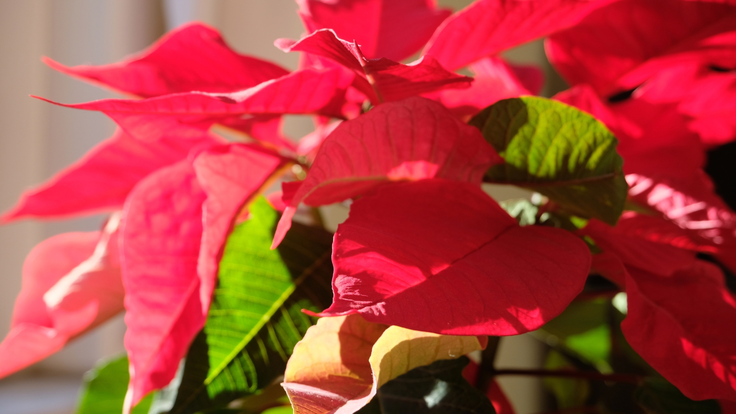 Can You Grow Poinsettias from Seed?