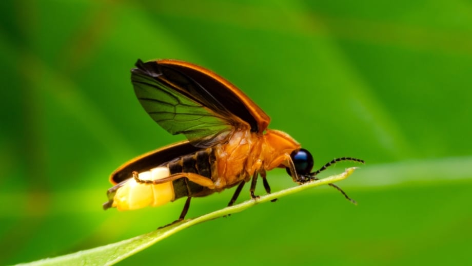 Fall Invder Insects 9 Beneficial Garden Insects That Overwinter in Fall Leaves
