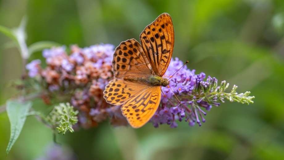 Fall Invder Insects 9 Beneficial Garden Insects That Overwinter in Fall Leaves