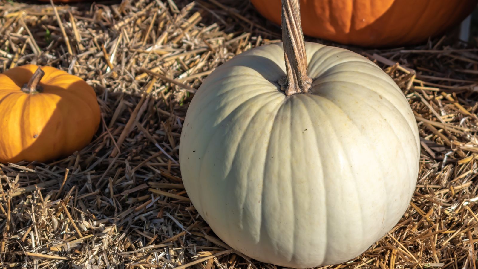 A large Full Moon crop placed on a thick layer of straw surrounded by other pumpkins that are orange