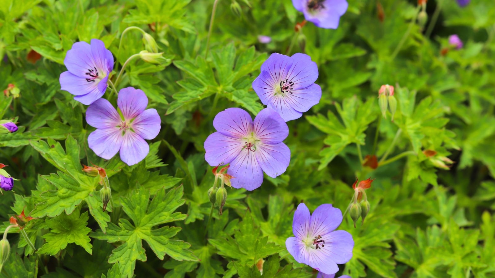 A close-up shot of stems with deeply lobed, soft green leaves and large, violet-blue, cup-shaped blooms with white centers and delicate veining.