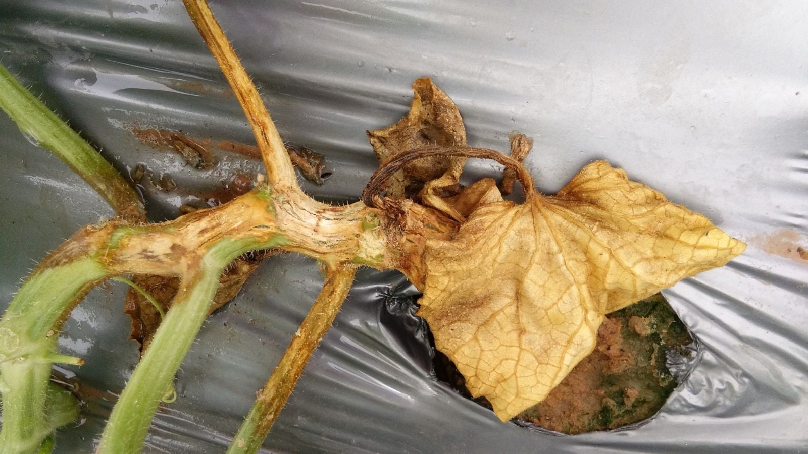 A plant appearing to be infected with Gummy Stem Blight having discolored parts with the base underneath a cover