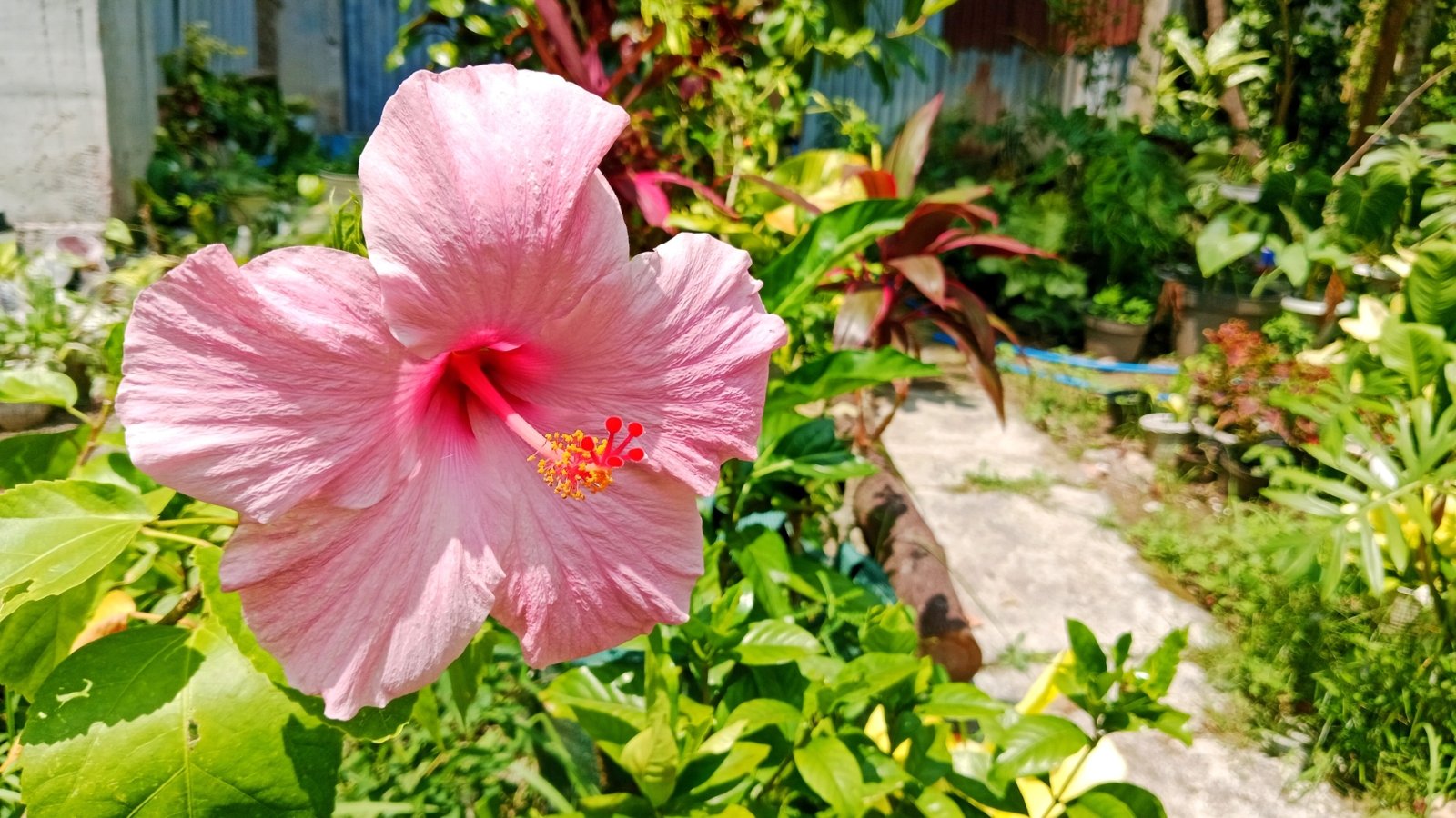 Close up of a pretty pink flower in a garden, surrounded by green foliage, getting some sunlight.