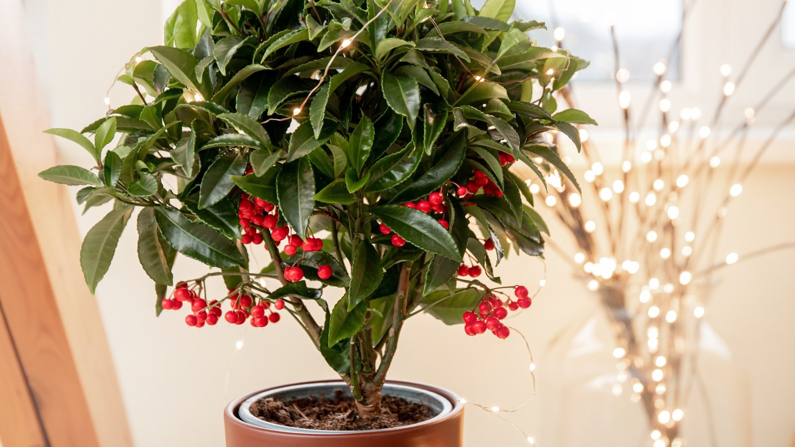 holly tree in pot with blooms