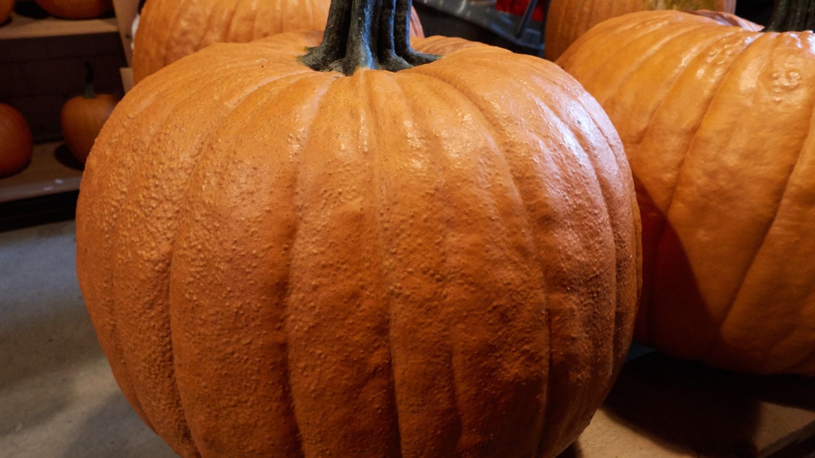 A close-up shot of a round, vibrant orange colored variety of gourd called Howden