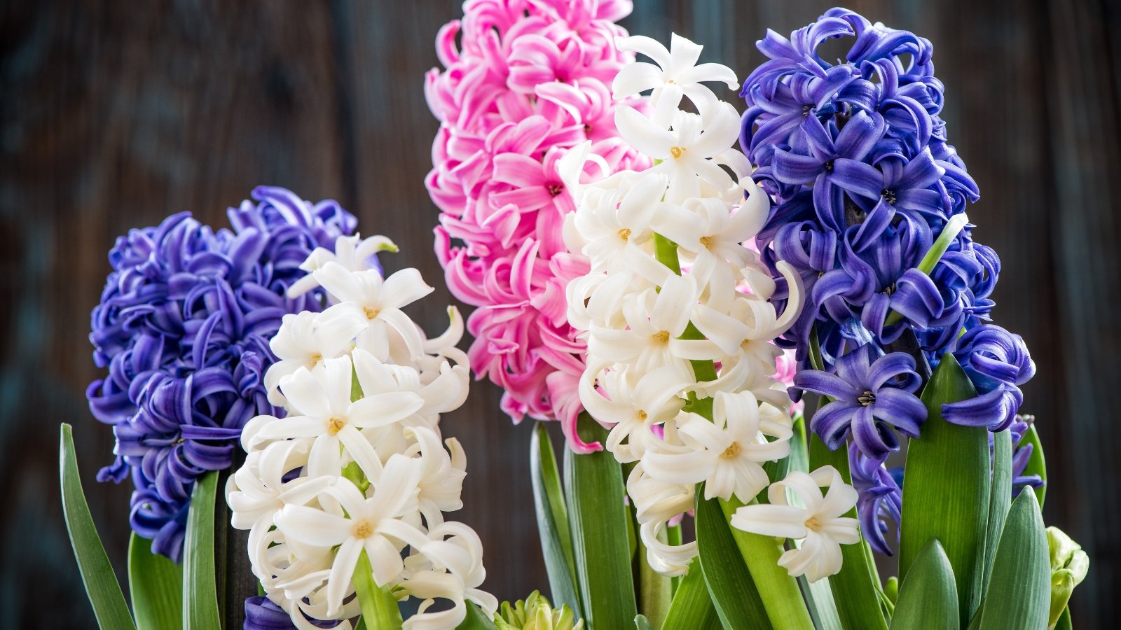 A mix of purple, pink, and white flowers with rich green stems grouped together, standing tall and vibrant against a blurred background of a garden.