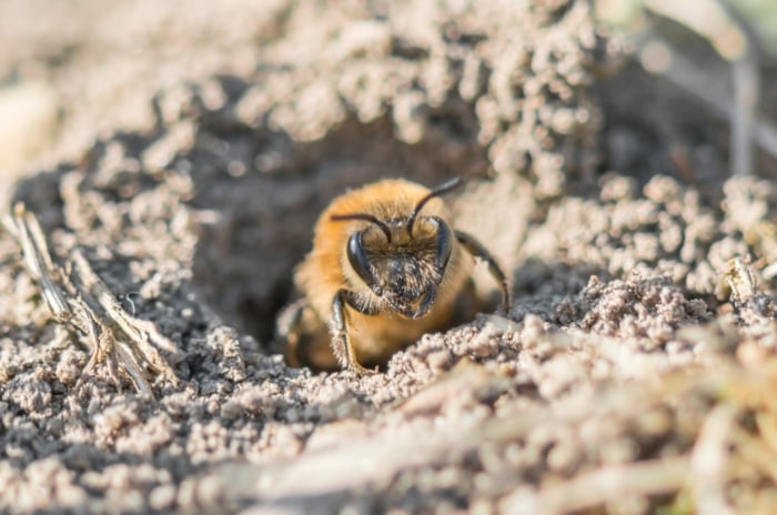 A small insect crawling out of a sandy burrow surrounded by dry, sparse grass and patches of loose dirt.
