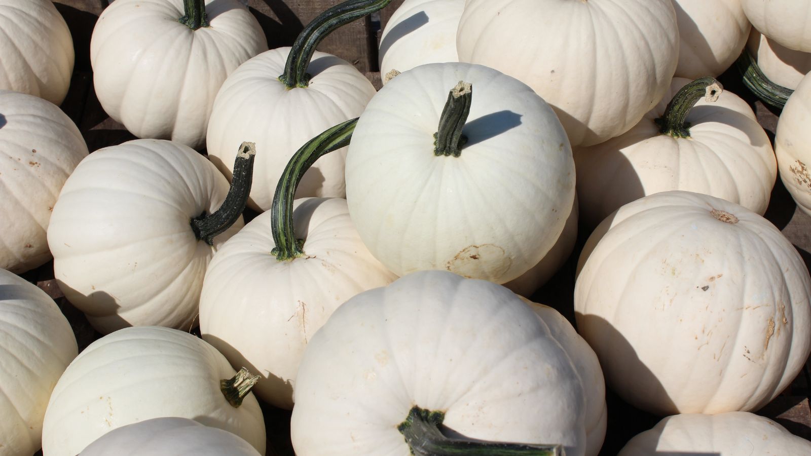 Many Lumina crops placed in a pile with bright white skin having greenish stems