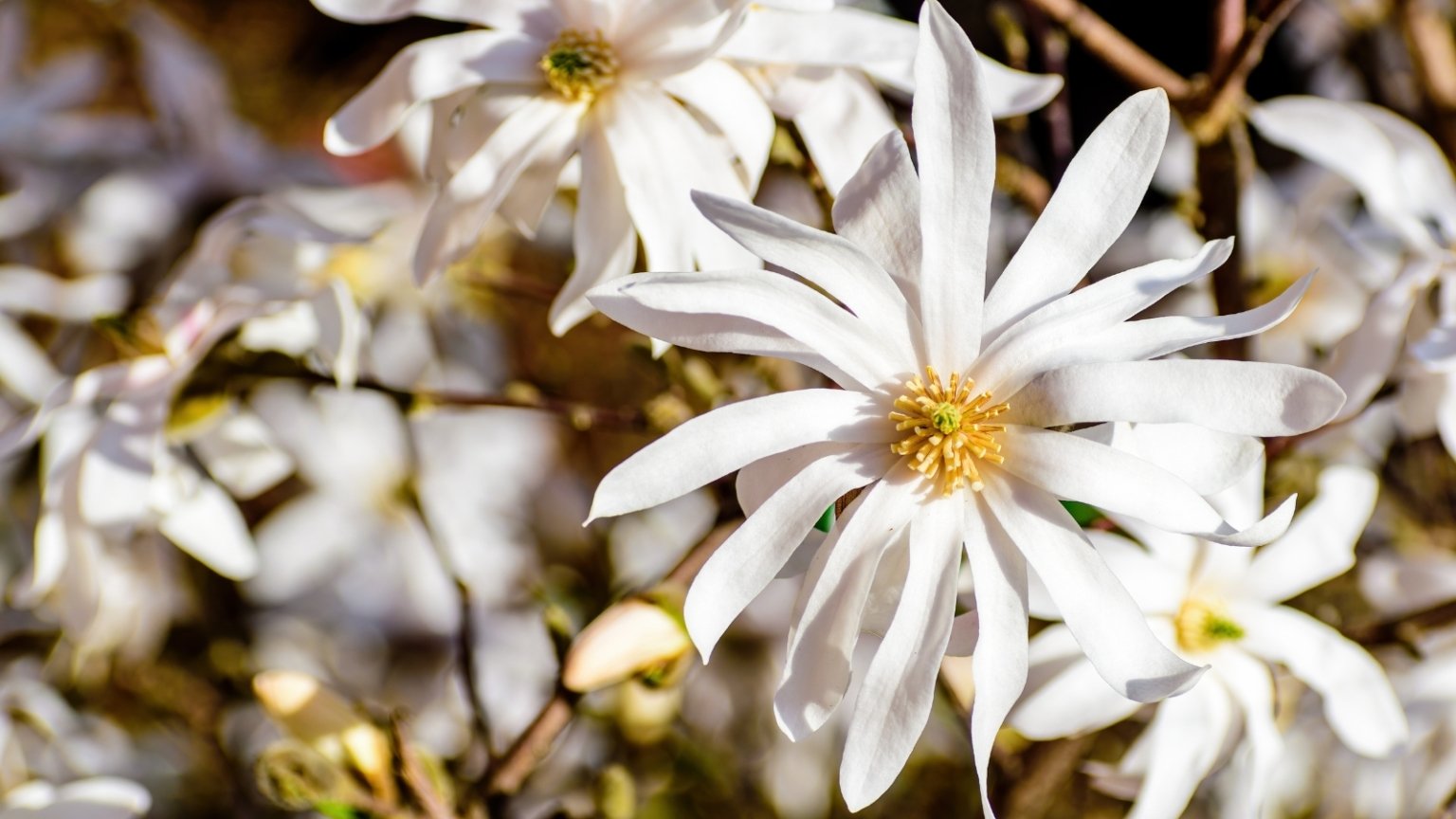 17 Winter-Flowering Shrubs and Trees for Your Landscape