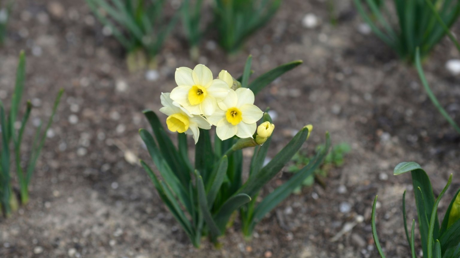 13 Mini Daffodil Varieties to Plant This Season