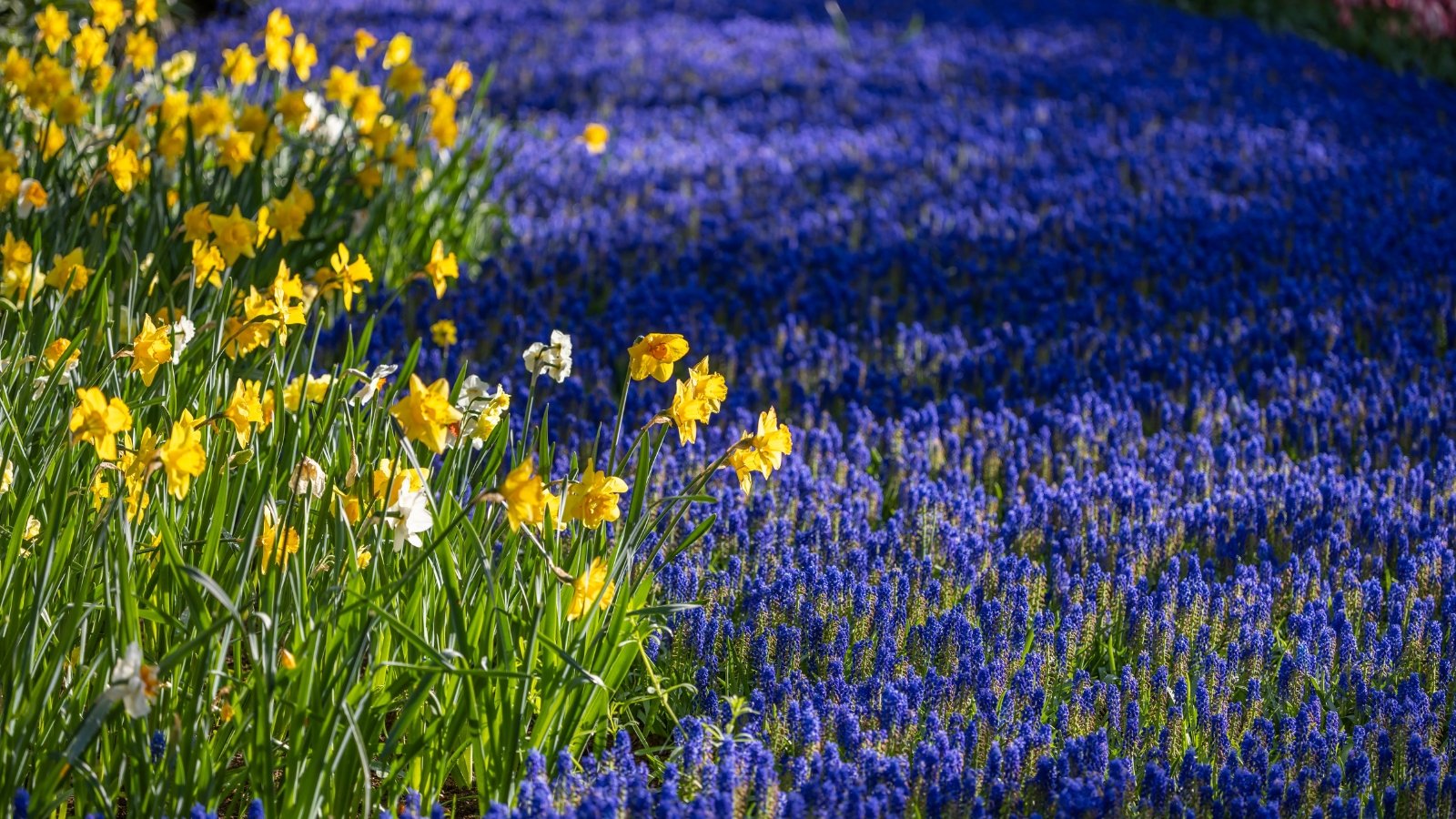 A stunning field filled with deep purple Muscari flowers stretching across the ground, bordered by vibrant yellow flowers along one side, under a bright blue sky.