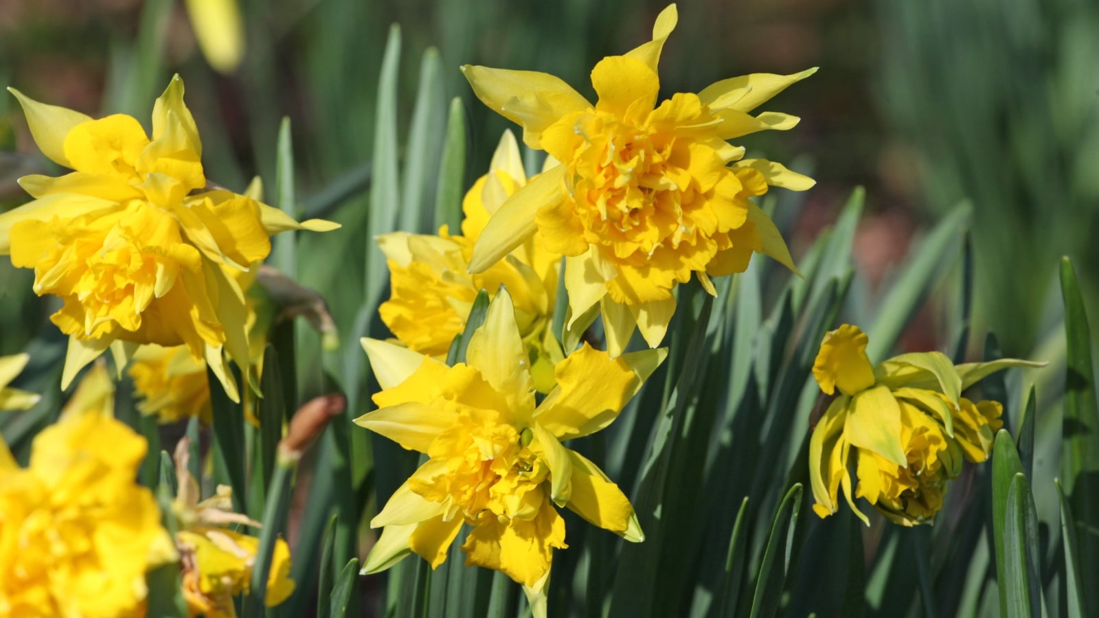 Dense clusters of bright yellow, spiky blooms with intricate layers, standing among narrow green leaves that create a lively and animated appearance.