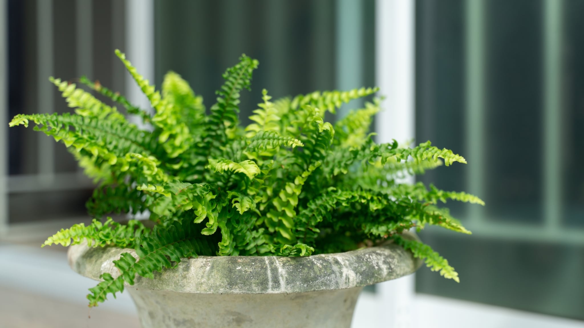How to Overwinter Boston Ferns: 9 Pro Tips