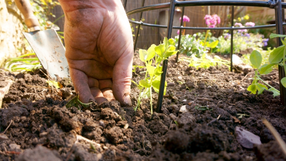 How to Plant, Grow, and Care for 'Winter Elegance' Sweet Peas