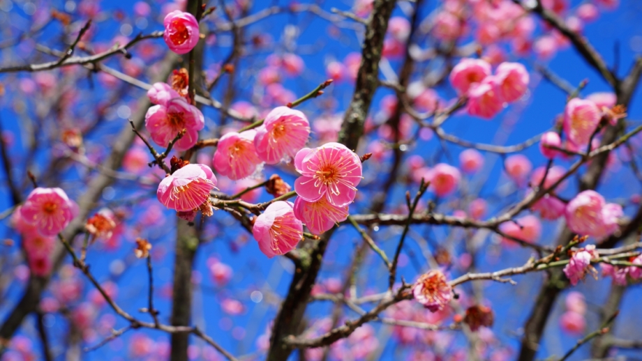 17 Winter-Flowering Shrubs and Trees for Your Landscape