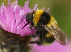 A fuzzy bumblebee with bright yellow and black stripes gathers nectar from a vibrant pink flower with thin, pointed petals.