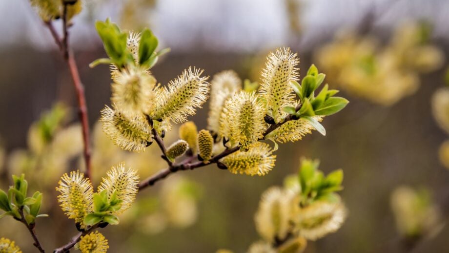 How to Plant, Grow, and Care for Pussy Willows