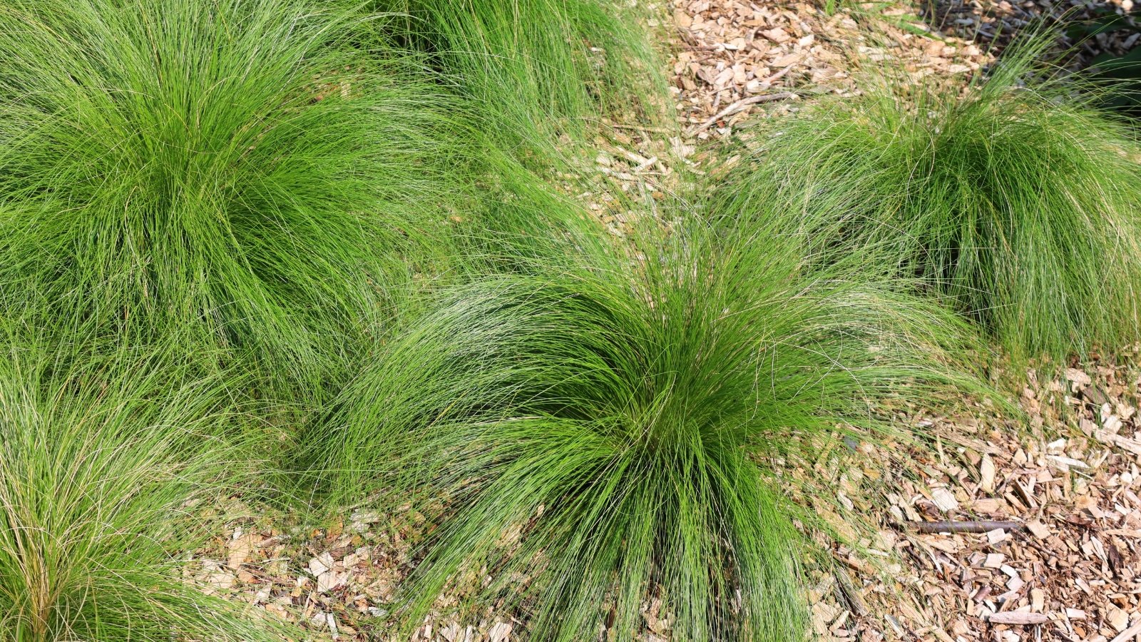 Sporobolus heterolepis forming low, dense mounds of fine-textured green foliage interspersed with small flower clusters.