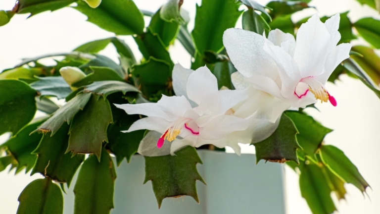 How To Help A Dying Christmas Cactus at Adam Straub blog