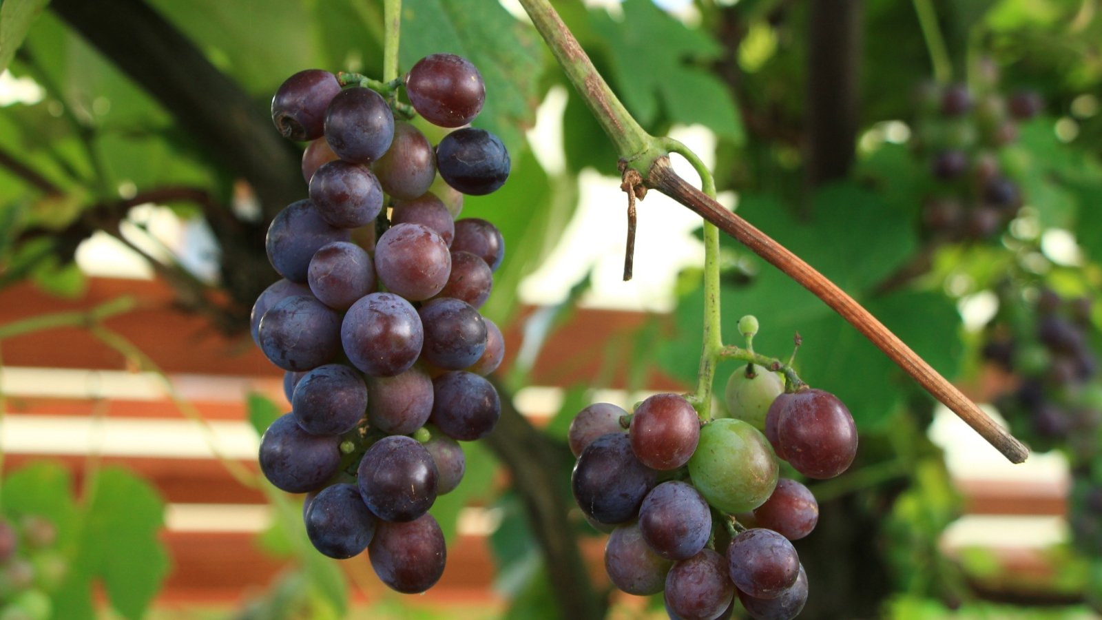 Round, deep red-purple berries with a smooth, glossy surface, growing in small clusters from strong, thick stems with medium-sized, serrated leaves.