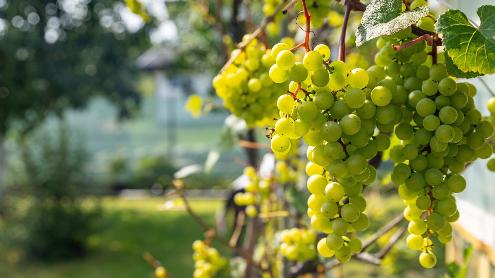Medium-sized, greenish-white grapes with a slightly translucent appearance, growing in tight clusters on sturdy vines with broad, jagged-edged leaves.