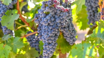 Small, round, deep blue grapes with a waxy bloom, growing in dense clusters from strong vines with large, rough-textured leaves.