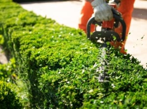 A gardener meticulously shapes dense green bushes, the vibrant foliage forming a neat, boxy border, with small, glossy leaves that create a rich, textured surface