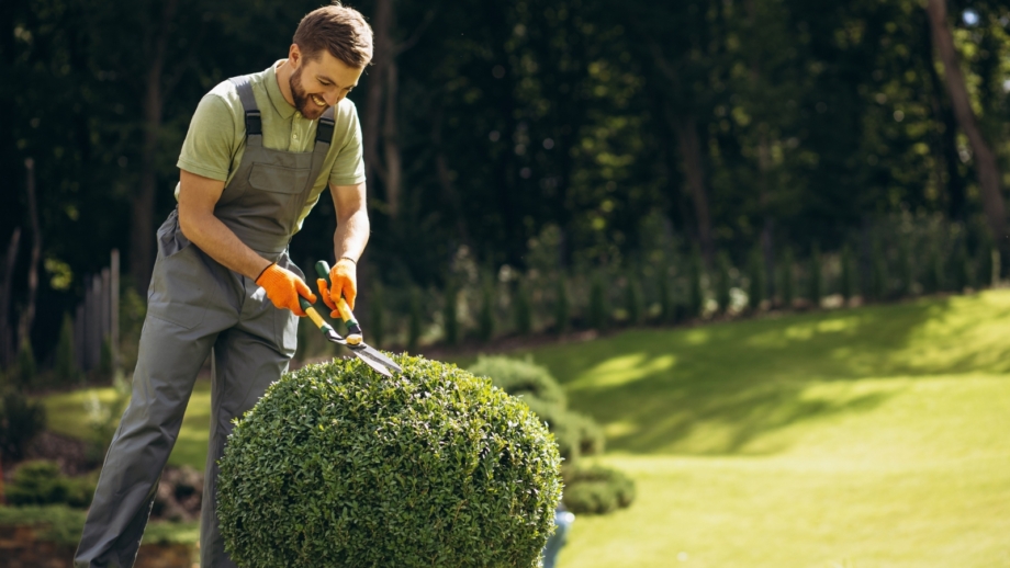 How and When to Trim Your Hedges - Epic Gardening
