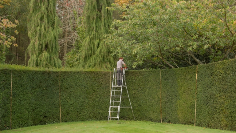 How and When to Trim Your Hedges - Epic Gardening