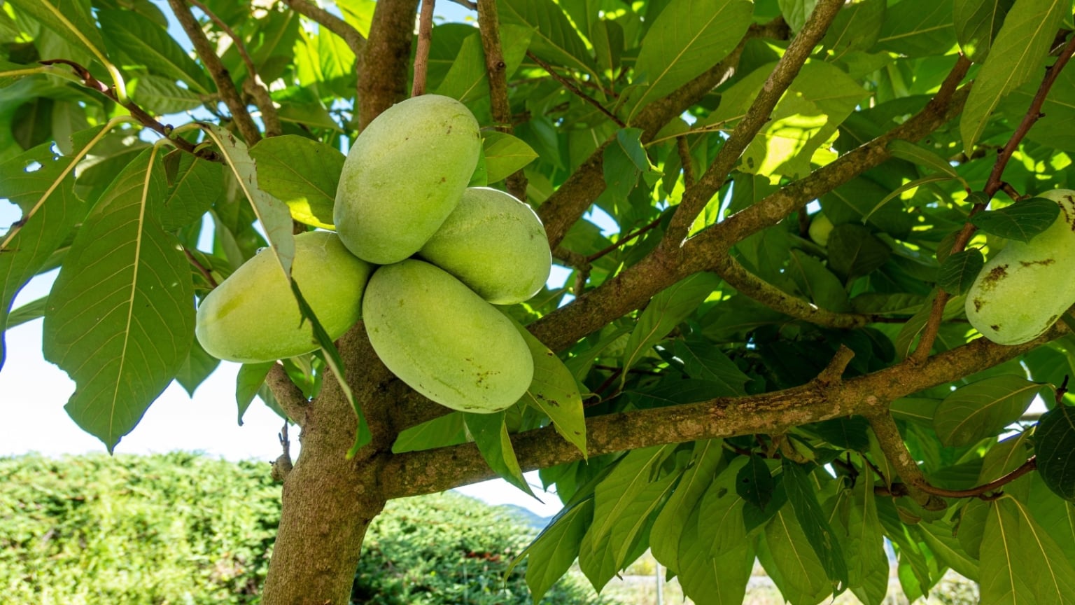 How to Plant, Grow, and Care For Pawpaw Trees