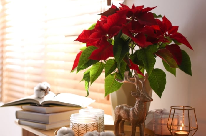 A bushy poinsettia with vibrant red bracts and small yellow-green flowers sits in a decorative pot on a table surrounded by Christmas decorations.