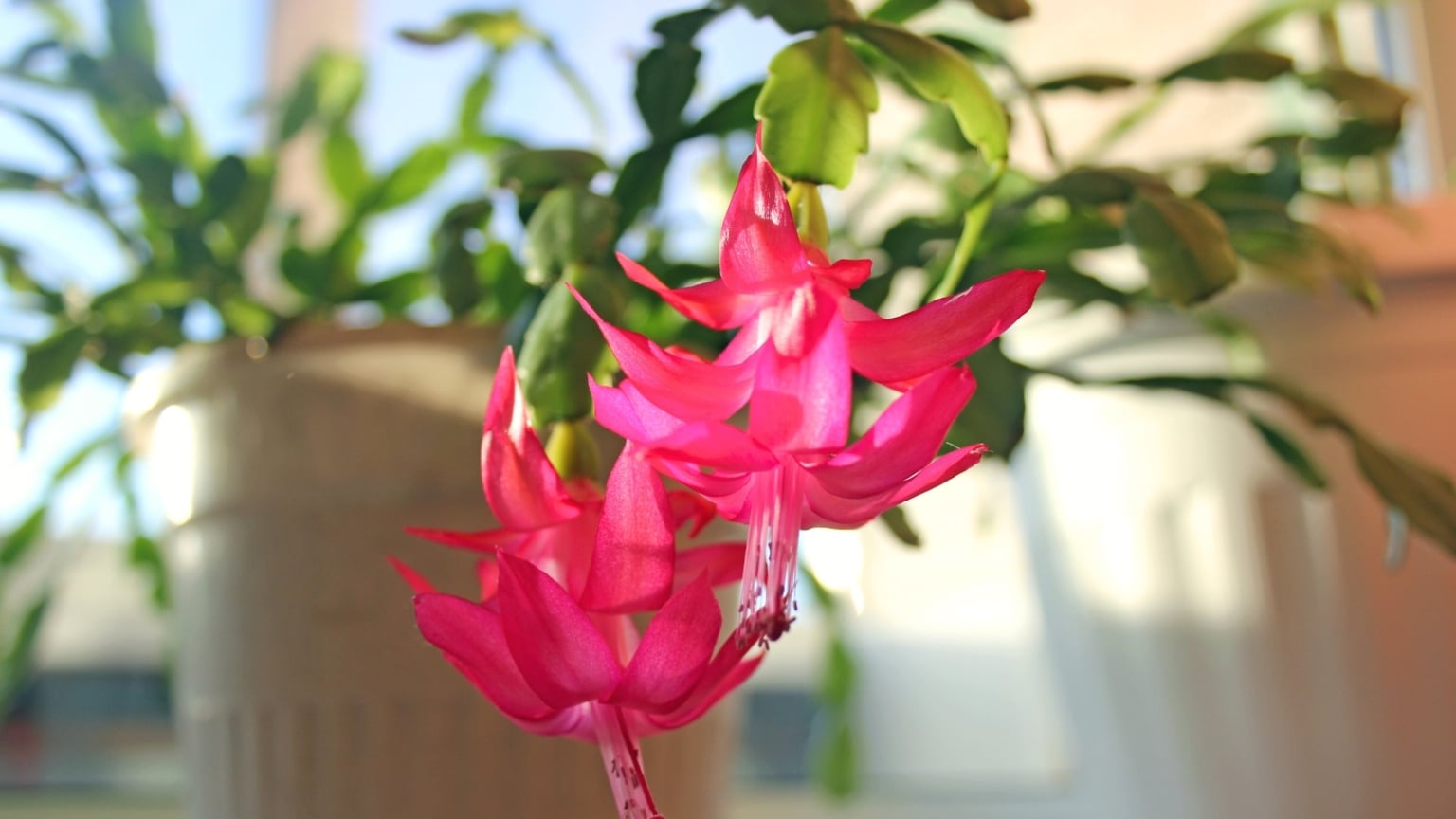 The Perfect Potting Mix Recipe for a Blooming Christmas Cactus