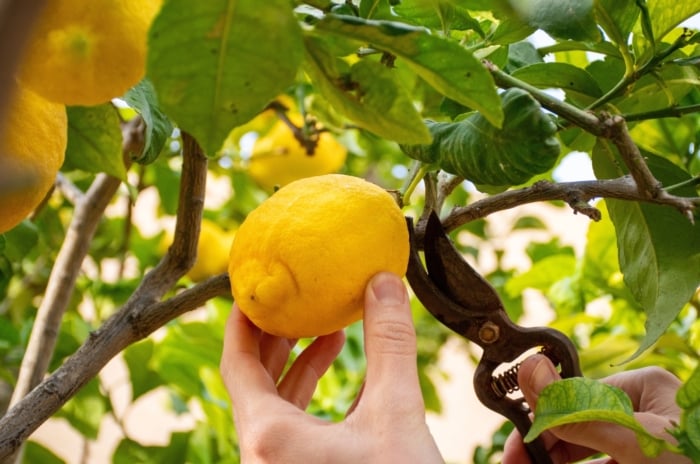 Close-up of male hands using pruning shears to cut ripe, bright yellow lemons from a tree with glossy, oval green leaves in a sunny garden.