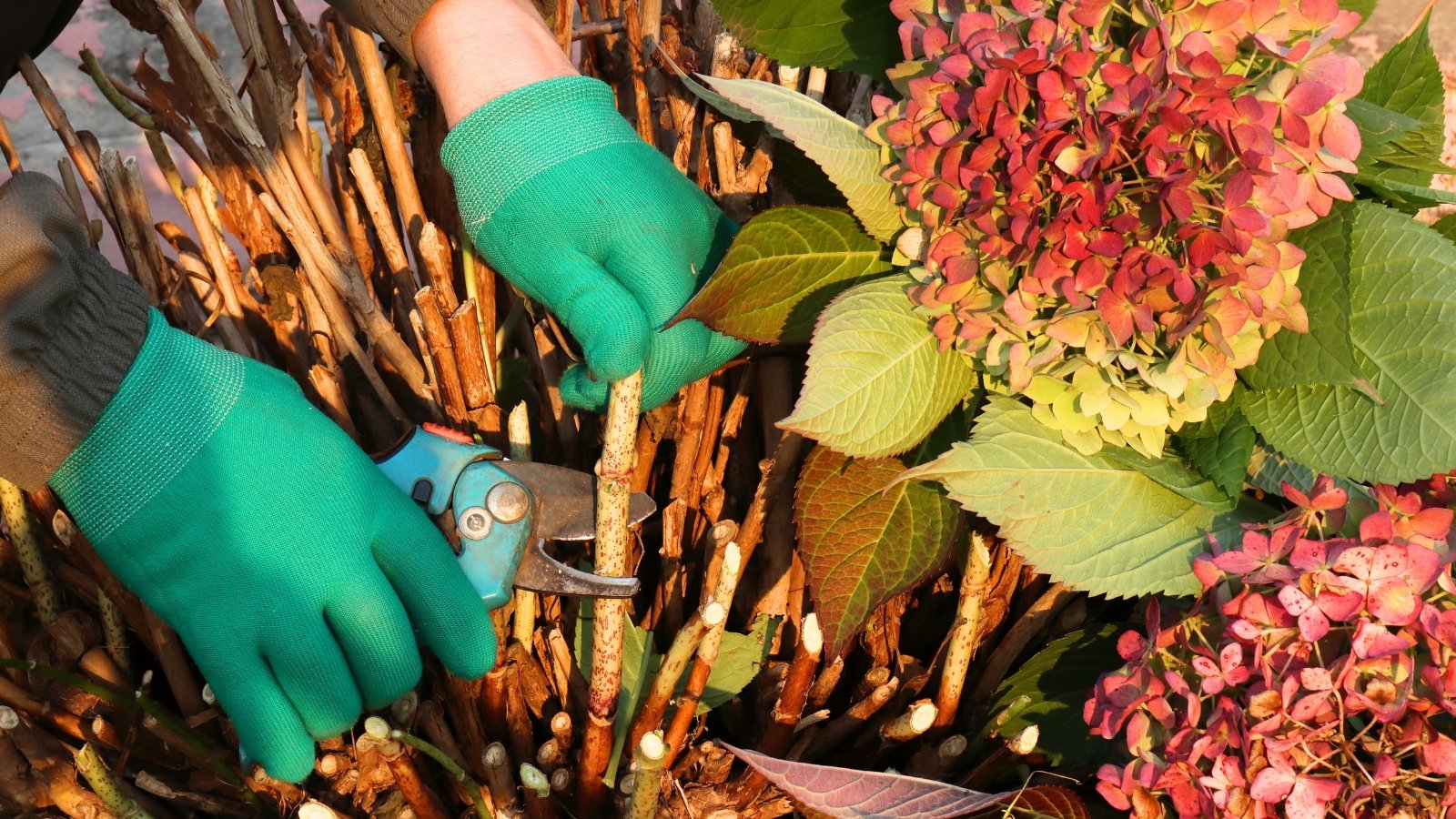 Close-up of a gardener's hands in green gloves holding pruning shears, trimming back Hydrangea macrophylla in a fall garden; the plant features large, broad, deep green leaves with serrated edges and rounded clusters of creamy green flowers that transition to shades of red-pink as they mature.