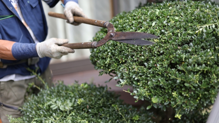 How and When to Trim Your Hedges - Epic Gardening