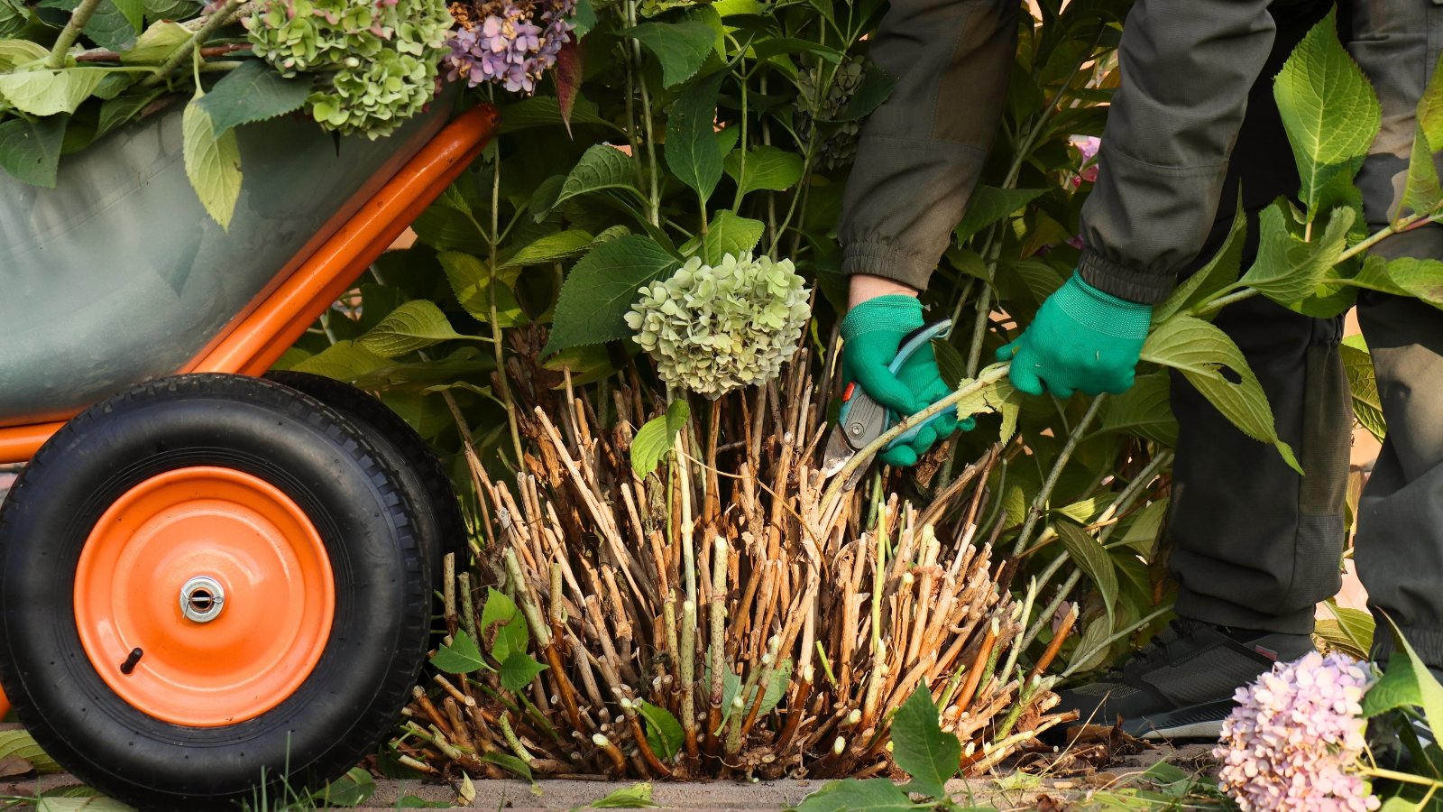 A gardener wearing green gloves uses blue pruning shears to trim branches of a large bush, with broad, vibrant green, serrated leaves and remnants of faded flower clusters from the previous season.