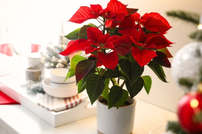 Holiday indoor plant with bright red, petal-like bracts surrounding small yellow flowers, complemented by dark green, elongated leaves, placed in a white pot on a shelf with Christmas decorations.