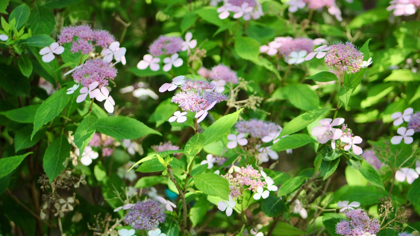 Delicate, lacecap purple flowers framed by slender, serrated green leaves.
