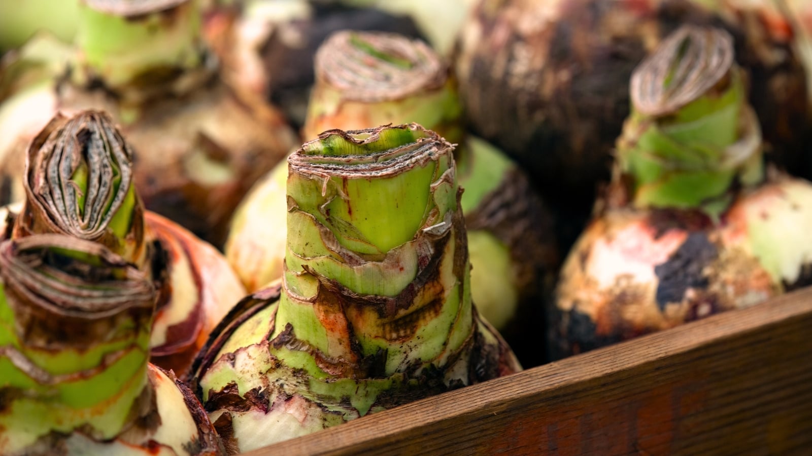 Close-up of large annual Amaryllis bulbs with papery brown outer layers and emerging green shoots, arranged in a wooden box in a dimly lit garage for overwintering.