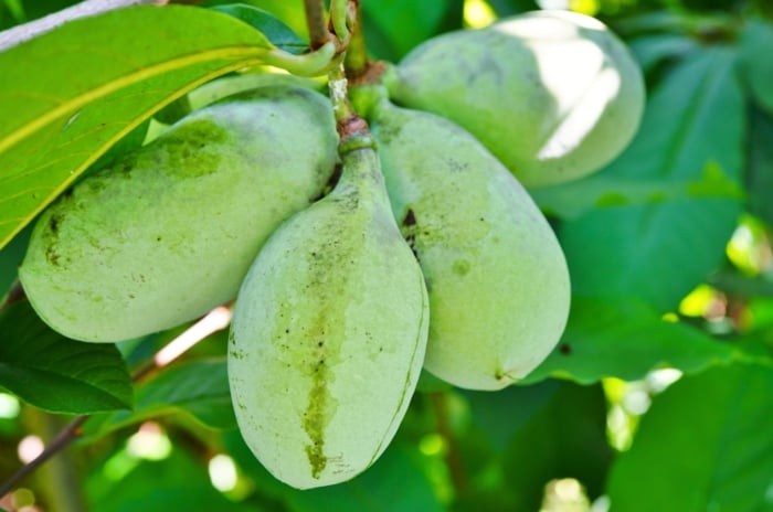 The pawpaw tree features large, drooping, oblong leaves and clusters of greenish-yellow, mango-like fruits that turn soft when ripe.