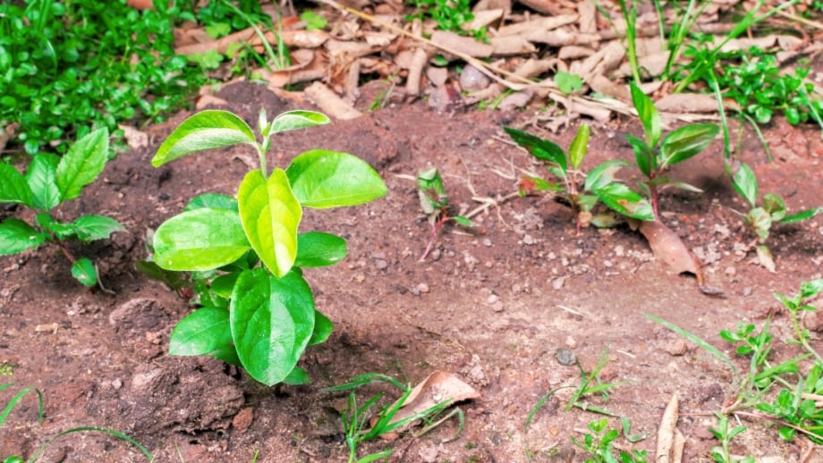 How to Plant, Grow, and Care for Quince Trees